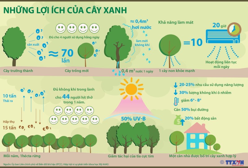 Cây xanh có nhiều lợi ích